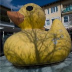 Duck_2017.jpg